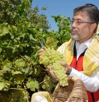 Manisa'nın Çekirdeksiz Sultaniye üzümün hasadı Bakan Yumaklı'dan