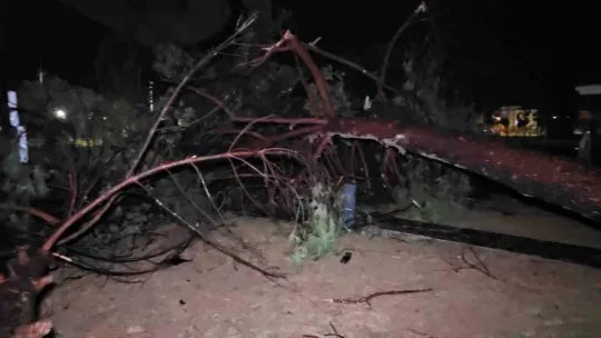 Fırtına ve sağanak evsiz bıraktı: Ağaçlarla beraber kuşların yuvaları da yıkıldı