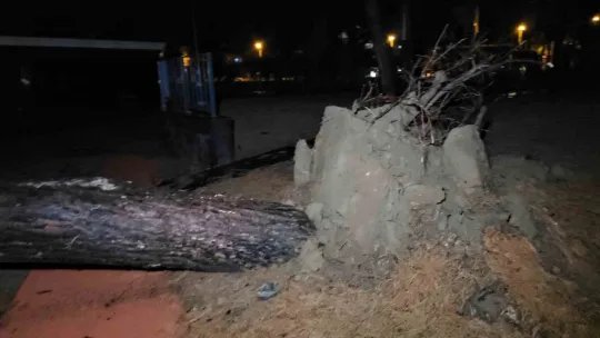 Fırtına ve sağanak evsiz bıraktı: Ağaçlarla beraber kuşların yuvaları da yıkıldı