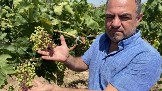 Alaşehir'de aşırı sıcaklar üzüm tanelerini  yaktı