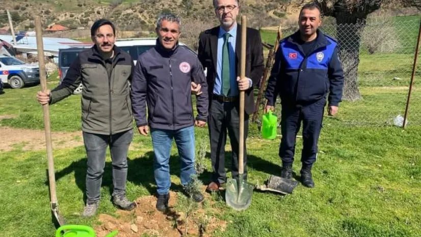 İlçede 400 fıstık çamı toprakla buluştu